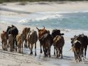 Rinder laufen am indischen Ozean entlang