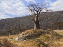 Baobab oder Affenbrotbaum