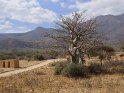 Baobab oder Affenbrotbaum