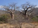 Baobab oder Affenbrotbäume