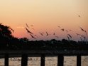 Sonnenuntergang mit fliegenden Vögeln über dem Malawisee