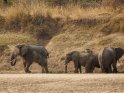 Elefanten 
 
Dieses Kartenmotiv wurde am 24. November 2014 neu in die Kategorie South Luangwa Nationalpark in Sambia aufgenommen.
