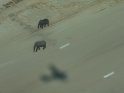 Zwei Elefanten mit dem Schatten des Flugzeugs aus dem das Bild aufgenommen wurde.