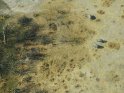 Luftaufnahme von Nashrnern im Okavango-Delta