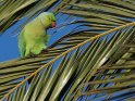 Halsbandsittich (Papagei) auf einem Palmenblatt