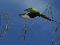 Halsbandsittich (Papagei) im Flug