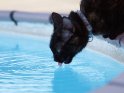 Katze trinkt aus einem Pool