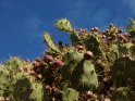 Dieses Kartenmotiv ist seit dem 23. September 2016 in der Kategorie Pflanzen und Bume auf Gran Canaria.
