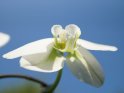 Weiße Orchidee vor blauem Himmel