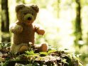 Antiker Teddybr im Wald