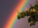 Regenbogen mit einer Kastanie im Vordergrund