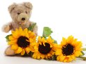 Teddybär mit drei Sonnenblumen