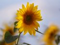 Dieses Motiv befindet sich seit dem 31. Juli 2014 in der Kategorie Sonnenblumen.