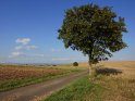 Landschaftsfoto mit einem Baum an einem Feldweg