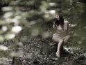 Foto einer Frau mit weiem Kleidchen im Wald
