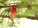 Eine junge Frau sitzt im roten Kleid mit einem Fcher auf einem Baum.