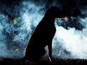 Labrador sitzt vor einer Nebelwand bei Nacht