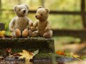 Herbstliches Foto mit zwei Teddybren