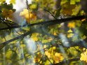 Herbstliche Ahornblätter durch die Lichtstrahlen hindurch treten.