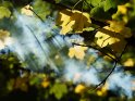 Herbstliche Bltter werfen Schatten auf den aufziehenden Nebel. 
 
Dieses Motiv finden Sie seit dem 28. Oktober 2014 in der Kategorie Herbstfotos.
