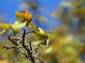 Herbstlich gefrbte Bltter an einem Apfelbaum 
 
Dieses Kartenmotiv wurde am 01. November 2014 neu in die Kategorie Herbstfotos aufgenommen.