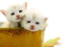 Zwei junge Katzen schauen aus einer Blechschüssel heraus.