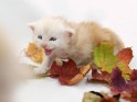 Junge Maine Coon Katze mit Herbstlaub
