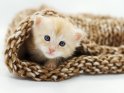 Ein Kätzchen krabbelt aus einer Wollmütze heraus