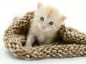 Eine 3 1/2 Wochen junge Katze sitzt in einer Wollmütze
