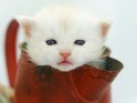 Kätzchen schaut aus einer roten Blechkanne heraus
