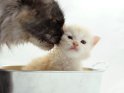 Ein Kätzchen sitzt in einer Blechwanne und wird von seiner Mutter saubergeleckt.