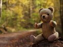 Teddybr im herbstlichen Wald