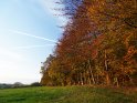 Waldrand mit Bumen, die in bunten Herbstfarben erstrahlen
