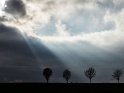Vier fast kahle Bäume werden bei wolkigem Himmel von einzelnen durch die Wolken hindurchbrechenden Sonnenstrahlen beleuchtet.