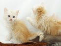 Zwei sieben Wochen alte Katzenbabys