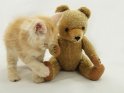 Junge Katze spielt mit einem Teddybären