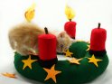 Junge Katze klettert auf einem Adventskranz aus Filz herum. Passend  zum 2. Advent haben zwei der Kerzen eine brennende Flamme aus Wolle.