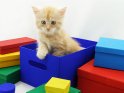 Junge Kätzchen klettert aus einer Pappschachtel heraus.