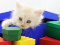 Sieben Wochen junge Maine-Coon-Katze klettert aus einem Geschenkkarton heraus.