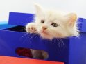 Kätzchen klettert aus einem Karton heraus.