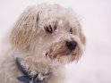 Hund mit Schneeflocken im Fell