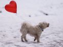 Hund mit einem heliumgefüllten Herzluftballon läuft durch den Schnee.