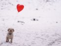 Hund im Schnee mit einem Herz-Luftballon