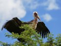 Marabu mit ausgebreiteten Flügeln auf einem Baum