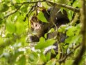 Schimpanse sitzt oben in der Baumkrone und schaut zum Betrachter herunter