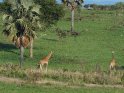 Giraffen mit Palmen und einem Büffel im Hintergrund