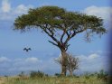 Baum mit einem fliegenden Vogel