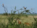 Karminspint und  Grautoko auf einem Busch mit zwei Antilope darunter