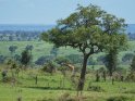 Blick über eine weite Landschaft mit einem Baum im Vordergrund und einer Giraffe in der Mitte des Bildes.