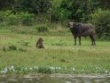 Bffel mit einem Pavian 
 
Dieses Motiv finden Sie seit dem 25. Juni 2016 in der Kategorie Murchison-Falls Nationalpark (Uganda).